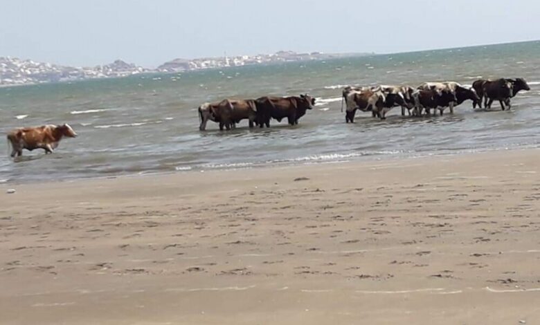 في ظاهرة هي الاغرب بتاريخ المدينة : قطيع من البقر يسبح في البحر بعدن (صور)