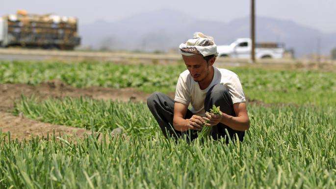 الاتحاد الأوروبي يعلن مساعدة 13 ألف مزارع في اليمن