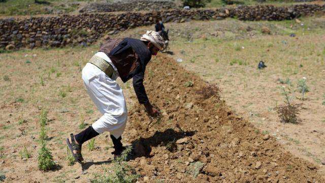 التغير المناخي يربك المزارعين اليمنيين ويهدر مواسم المحاصيل
