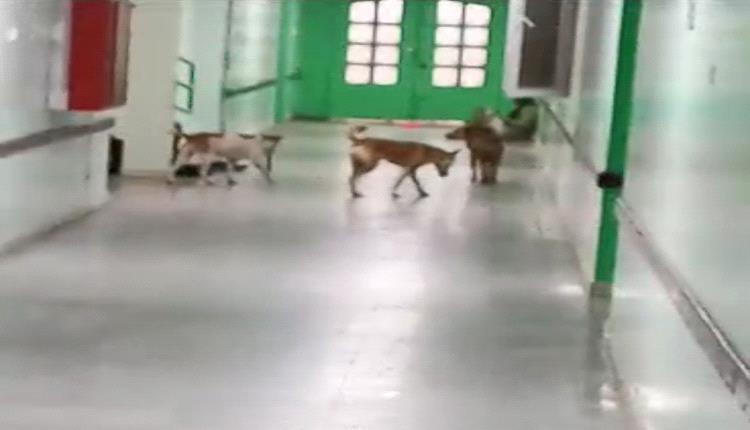 كلاب في مستشفى الرازي بأبين- فيديو