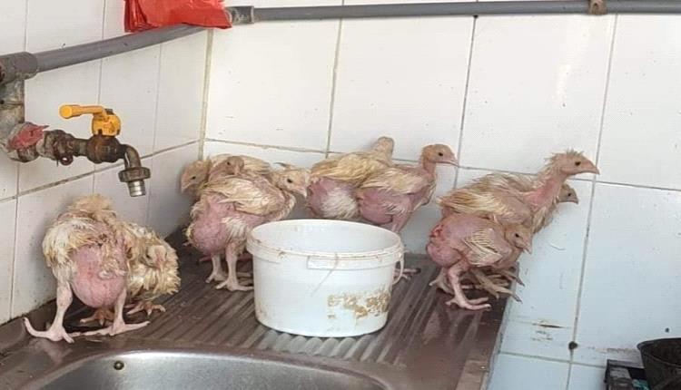 جمعية الدجاج تعقب على خبر نشر سابقا في صحيفة "عدن الغد"
