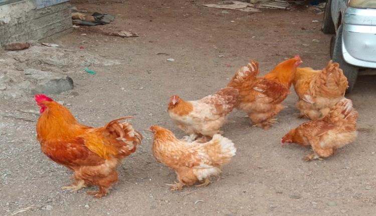 دجاج عماني في عدن
