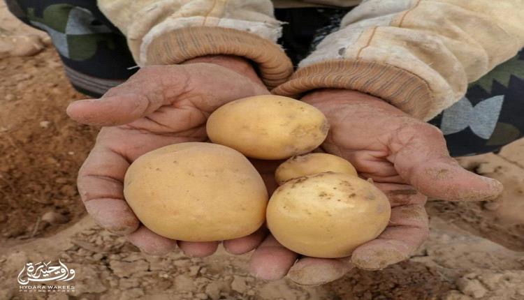 بعد توقف طويل.. عودة زراعة البطاط في مناطق أبين الوسطى