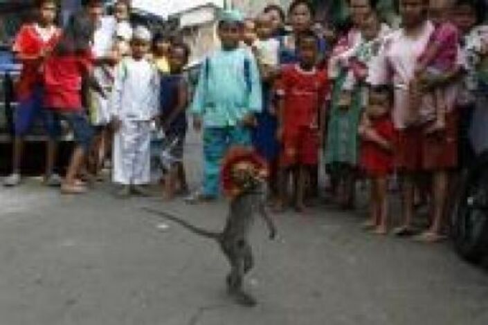 حاكم جاكرتا يحظر عروض القرود الترفيهية في الشوارع