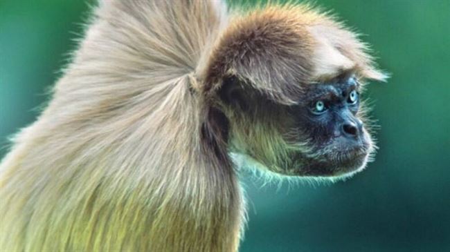 هل يقتل القرد العنكبوت صغاره الذكور بدافع الجنس؟