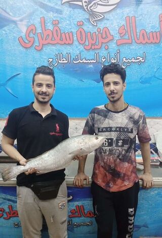 شباب عدن وأسماك جزيرة سقطرى في القاهرة المصرية