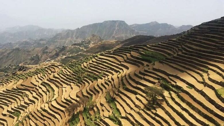 اليمن: قصة بناء المدرجات الزراعية
