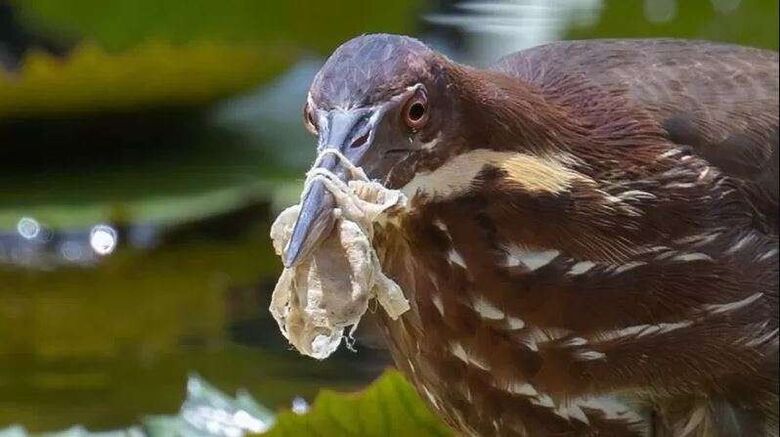 بالصور: طيور تعاني من تلوث البيئة الناتج عن مخلفات البلاستيك