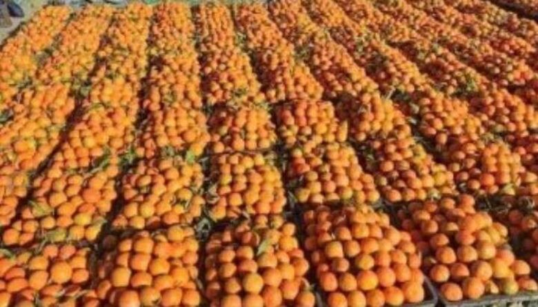 اشادة عربية بانتاج اليمن من البرتقال