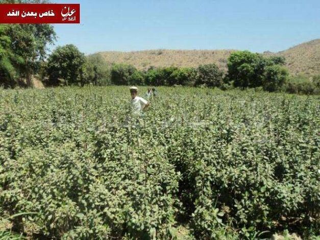 تنامي زراعة القات تهديد للمخزون المائي في اليمن(تقرير)